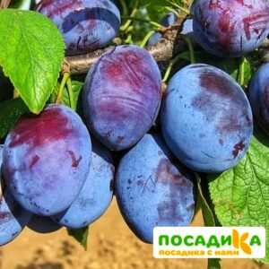 Слива Чачакская ранняя купить по цене от 229.00р. в интернет-магазине «Посадика» с доставкой почтой в в Ивделье и по всей России – [изображение №1].