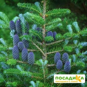 Пихта корейская (Abies koreana) купить по цене от 450.00р. в интернет-магазине «Посадика» с доставкой почтой в в Ивделье и по всей России – [изображение №1].