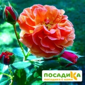 Роза Арабия купить по цене от 350.00р. в интернет-магазине «Посадика» с доставкой почтой в в Ивделье и по всей России – [изображение №1].