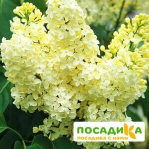 Сирень Примроуз (Primrose) купить по цене от 529.00р. в интернет-магазине «Посадика» с доставкой почтой в в Ивделье и по всей России – [изображение №1].