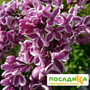 Сирень Сенсация купить по цене от 529.00р. в интернет-магазине «Посадика» с доставкой почтой в в Ивделье и по всей России – [изображение №1].