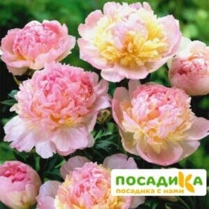 Пион Распберри Сандей (Paeonia Raspberry Sundae) купить по цене от 959р. в интернет-магазине «Посадика» с доставкой почтой в в Ивделье и по всей России – [изображение №1].