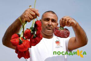Клубника Гигант Джорнея купить по цене от 266р. в интернет-магазине «Посадика» с доставкой почтой в в Ивделье и по всей России – [изображение №1].