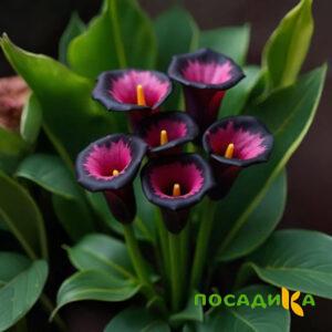 Калла Аура Лейс купить по цене от 400р. в интернет-магазине «Посадика» с доставкой почтой в в Ивделье и по всей России – [изображение №1].