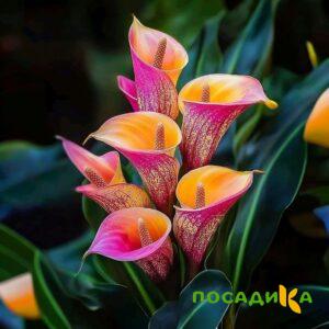 Калла Оникс купить по цене от 450р. в интернет-магазине «Посадика» с доставкой почтой в в Ивделье и по всей России – [изображение №1].