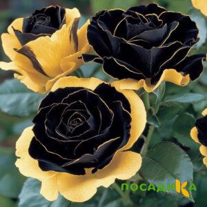 Роза Ханни Сикл купить по цене от 700р. в интернет-магазине «Посадика» с доставкой почтой в в Ивделье и по всей России – [изображение №1].