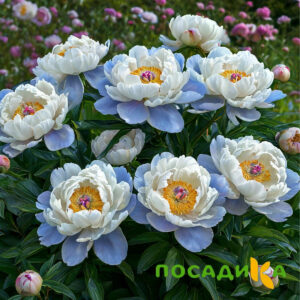 Пион акварельный Этюд купить по цене от 806р. в интернет-магазине «Посадика» с доставкой почтой в в Ивделье и по всей России – [изображение №1].