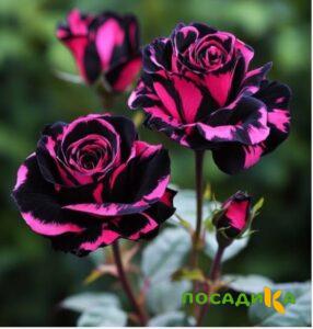 Роза Багровый Шепот купить по цене от 366р. в интернет-магазине «Посадика» с доставкой почтой в в Ивделье и по всей России – [изображение №1].