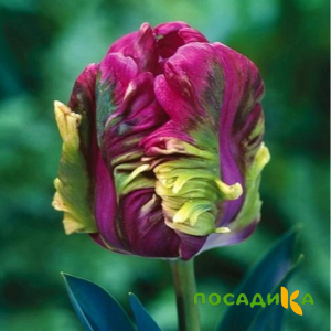 Тюльпан Экзотик Хэвен купить по цене от 186р. в интернет-магазине «Посадика» с доставкой почтой в в Ивделье и по всей России – [изображение №1].