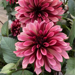 Георгин Перли Сансет купить по цене от 309р. в интернет-магазине «Посадика» с доставкой почтой в в Ивделье и по всей России – [изображение №1].