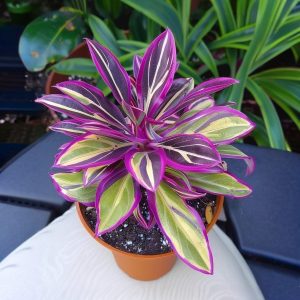 Хоста Сильвер Стик купить по цене от 650р. в интернет-магазине «Посадика» с доставкой почтой в в Ивделье и по всей России – [изображение №1].