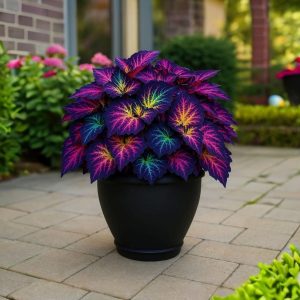 Хоста Фрости Блю купить по цене от 389р. в интернет-магазине «Посадика» с доставкой почтой в в Ивделье и по всей России – [изображение №1].