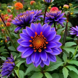 Георгин Лазурит купить по цене от 799р. в интернет-магазине «Посадика» с доставкой почтой в в Ивделье и по всей России – [изображение №1].