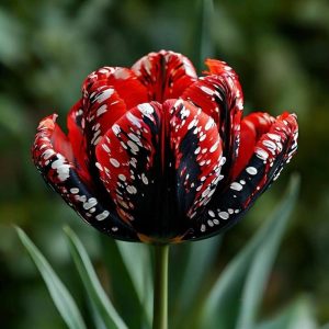 Тюльпан Вельвет Файер купить по цене от 394р. в интернет-магазине «Посадика» с доставкой почтой в в Ивделье и по всей России – [изображение №1].