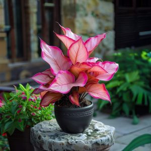 Хоста Розовая Симфония купить по цене от 800р. в интернет-магазине «Посадика» с доставкой почтой в в Ивделье и по всей России – [изображение №1].