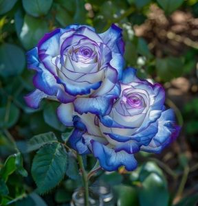 Роза Пэтолз Хоуп купить по цене от 333р. в интернет-магазине «Посадика» с доставкой почтой в в Ивделье и по всей России – [изображение №1].