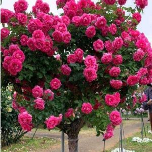 Роза Версаля купить по цене от 232р. в интернет-магазине «Посадика» с доставкой почтой в в Ивделье и по всей России – [изображение №1].