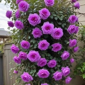 Роза Мистик Уайт купить по цене от 620р. в интернет-магазине «Посадика» с доставкой почтой в в Ивделье и по всей России – [изображение №1].