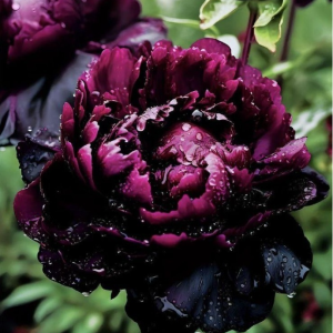 Пион Темный Сад купить по цене от 421р. в интернет-магазине «Посадика» с доставкой почтой в в Ивделье и по всей России – [изображение №1].