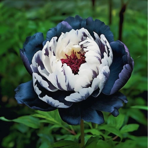 Пион Древовидный Инь-Янь купить по цене от 419р. в интернет-магазине «Посадика» с доставкой почтой в в Ивделье и по всей России – [изображение №1].