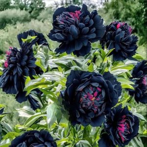 Пион древовидный Сердце Афродиты купить по цене от 600р. в интернет-магазине «Посадика» с доставкой почтой в в Ивделье и по всей России – [изображение №1].