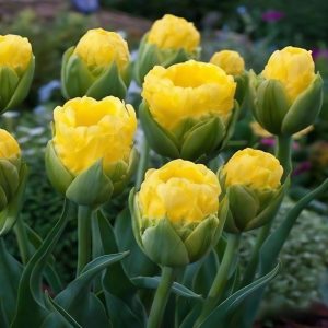 Тюльпан махровый Ванила Коп купить по цене от 159р. в интернет-магазине «Посадика» с доставкой почтой в в Ивделье и по всей России – [изображение №1].