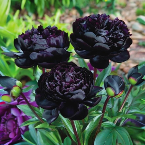 Пион Королевский Бархат купить по цене от 419р. в интернет-магазине «Посадика» с доставкой почтой в в Ивделье и по всей России – [изображение №1].