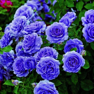 Роза Блю Мун купить по цене от 450р. в интернет-магазине «Посадика» с доставкой почтой в в Ивделье и по всей России – [изображение №1].