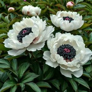 Пион Инк Эн купить по цене от 429р. в интернет-магазине «Посадика» с доставкой почтой в в Ивделье и по всей России – [изображение №1].