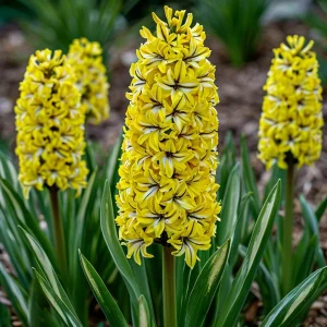 Гиацинт Сансет Голд купить по цене от 2099р. в интернет-магазине «Посадика» с доставкой почтой в в Ивделье и по всей России – [изображение №1].