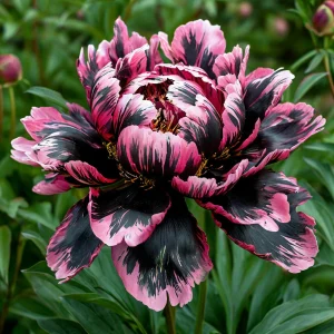 Пион Дроп Руби купить по цене от 469р. в интернет-магазине «Посадика» с доставкой почтой в в Ивделье и по всей России – [изображение №1].