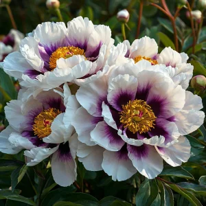 Пион Эко Саммер купить по цене от 548р. в интернет-магазине «Посадика» с доставкой почтой в в Ивделье и по всей России – [изображение №1].