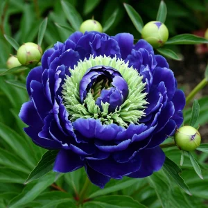 Пион Дримвивер купить по цене от 417р. в интернет-магазине «Посадика» с доставкой почтой в в Ивделье и по всей России – [изображение №1].