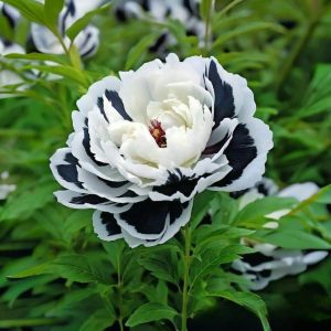 Пион Монохромный Шик купить по цене от 429р. в интернет-магазине «Посадика» с доставкой почтой в в Ивделье и по всей России – [изображение №1].