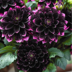 Георгин Лаванда Лейс купить по цене от 679р. в интернет-магазине «Посадика» с доставкой почтой в в Ивделье и по всей России – [изображение №1].