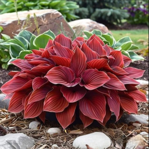 Хоста Рэд Эйнджл купить по цене от 549р. в интернет-магазине «Посадика» с доставкой почтой в в Ивделье и по всей России – [изображение №1].