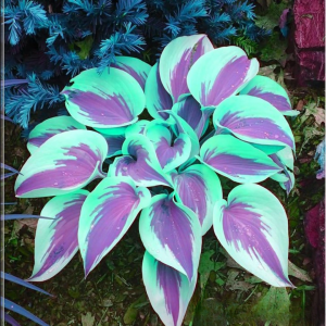 Хоста Висперин Бьюти купить по цене от 379р. в интернет-магазине «Посадика» с доставкой почтой в в Ивделье и по всей России – [изображение №1].