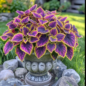 Хоста Рейдянт Чарм купить по цене от 365р. в интернет-магазине «Посадика» с доставкой почтой в в Ивделье и по всей России – [изображение №1].