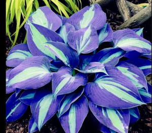 Хоста Аурелия купить по цене от 450р. в интернет-магазине «Посадика» с доставкой почтой в в Ивделье и по всей России – [изображение №1].