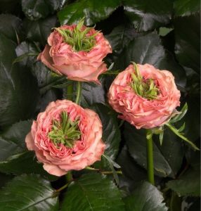 Роза Амбер Инчант купить по цене от 495р. в интернет-магазине «Посадика» с доставкой почтой в в Ивделье и по всей России – [изображение №1].