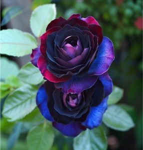 Роза Скарлет Рэвери купить по цене от 489р. в интернет-магазине «Посадика» с доставкой почтой в в Ивделье и по всей России – [изображение №1].