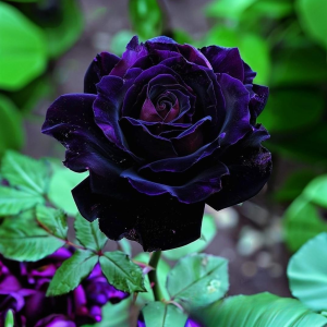 Роза Блэк Пантер купить по цене от 319р. в интернет-магазине «Посадика» с доставкой почтой в в Ивделье и по всей России – [изображение №1].