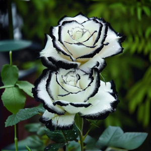 Роза Силк Ивин купить по цене от 319р. в интернет-магазине «Посадика» с доставкой почтой в в Ивделье и по всей России – [изображение №1].