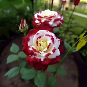 Роза Роял Глом купить по цене от 401р. в интернет-магазине «Посадика» с доставкой почтой в в Ивделье и по всей России – [изображение №1].