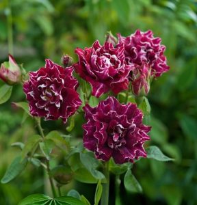 Роза Опаловый Пейзаж купить по цене от 490р. в интернет-магазине «Посадика» с доставкой почтой в в Ивделье и по всей России – [изображение №1].