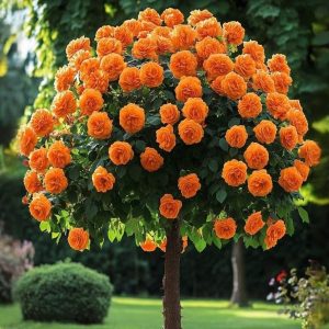 Роза Солнечный Шарм купить по цене от 349р. в интернет-магазине «Посадика» с доставкой почтой в в Ивделье и по всей России – [изображение №1].