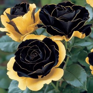 Роза Ханни Сикл купить по цене от 700р. в интернет-магазине «Посадика» с доставкой почтой в в Ивделье и по всей России – [изображение №1].