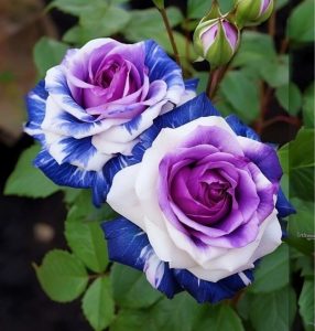 Роза Айвори Каскад купить по цене от 420р. в интернет-магазине «Посадика» с доставкой почтой в в Ивделье и по всей России – [изображение №1].