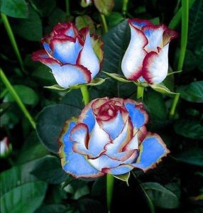 Роза Сафайер Пэтл купить по цене от 450р. в интернет-магазине «Посадика» с доставкой почтой в в Ивделье и по всей России – [изображение №1].