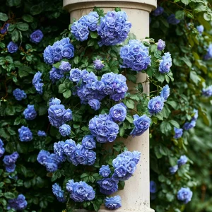 Роза плетистая Блю Перпл купить по цене от 540р. в интернет-магазине «Посадика» с доставкой почтой в в Ивделье и по всей России – [изображение №1].